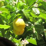 Le Trimaran Lemon Tree